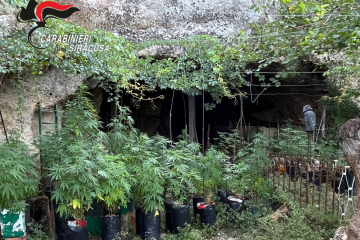 Sortino, scoperta e smantellata una piantagione di cannabis: 450 piante e 5kg di droga sequestrati